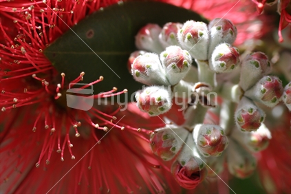 Pohutakawa bud and flower