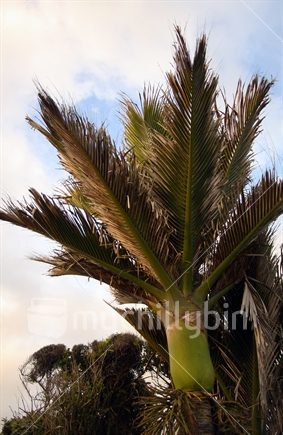 Nikau Palm, NZs only native palm tree.