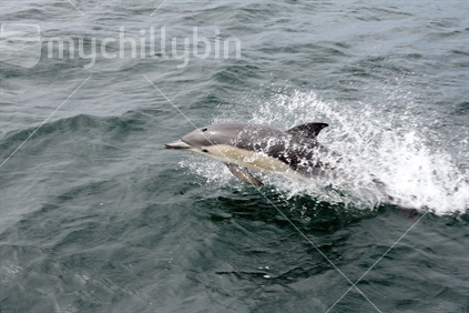 Common Dolphin breaching 