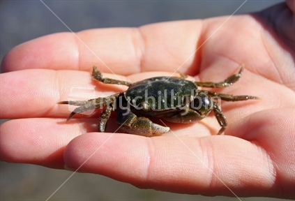 Hand, holding a crab
