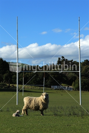 A sheep and lamb graze on a rugby field.