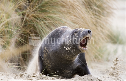 Sea lion, Cannibal Bay, Catlins, South Island, New Zealand