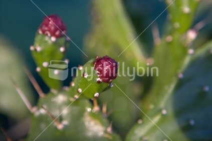 Close up of cactus flower