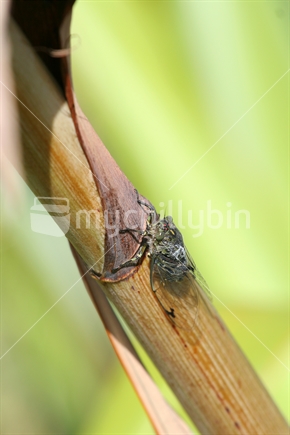 Cicada on a native flax stem, New Zealand