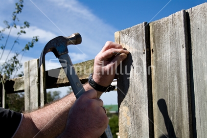 Man's hands hammering nail into a wooden fence paling