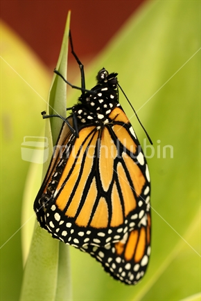 Monarch butterfly
