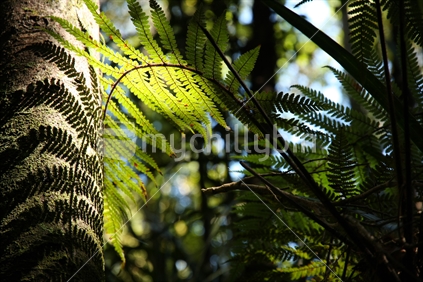  a fern leaf silhouette 
