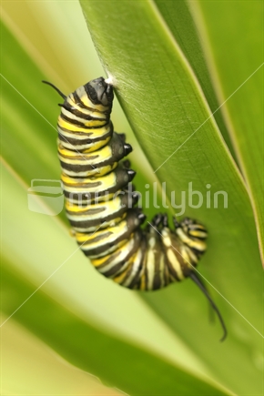 Monarch caterpillar ready to develop into a pupa (focus on the back).
