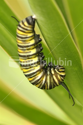 Monarch caterpillar ready to develop into a pupa (focus on the head)
