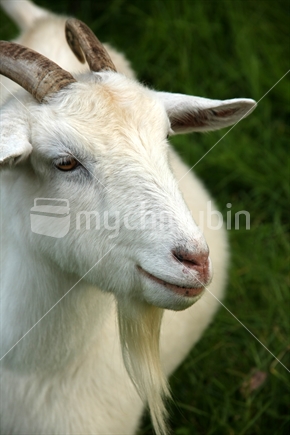 Billy Goat
