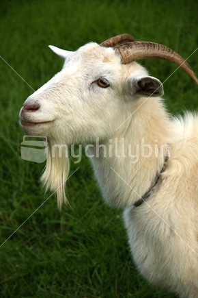 Billy Goat
