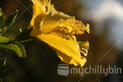 Yellow Hibiscus against the sun