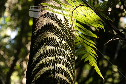 Silhouette of a fern leaf