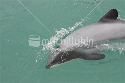 Hector Dolphin in Akaroa Harbour.