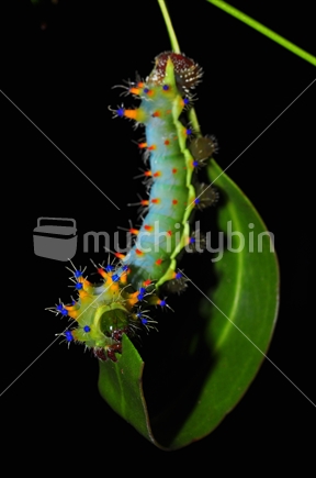 Caterpillar of the gum emperor