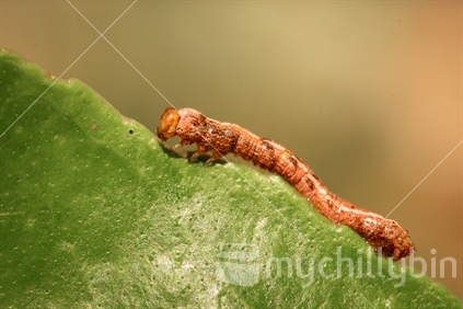 caterpillar on leaf of lemon tree