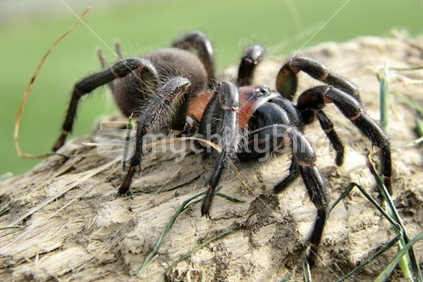 Black Tunnel Web Spider