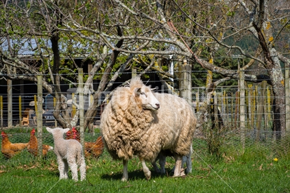Ewe and young sheep on farm 