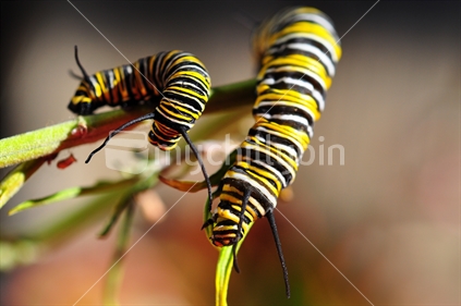 Mature and young Monarch Caterpillar, New Zealand
