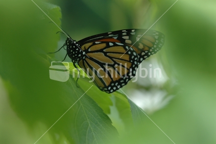 Monarch butterfly close up