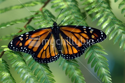 Monarch Butterfly on a fern