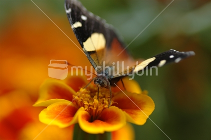 Yellow Admiral butterfly with open wings, on Marigold (Cadenula ).