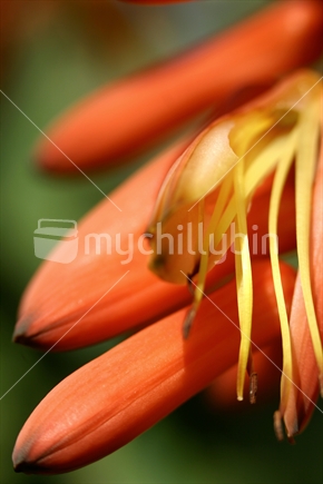 Closeup of orange flower
