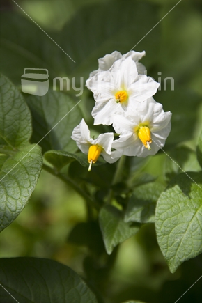 White flower on potatoe plant in a vegetable garden.