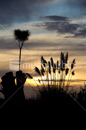 Silhouette of New Zealand Toitoi and Cabbage tree against the evening sky. 