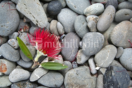 Blossom fallen on pebbles