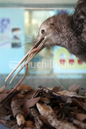 Kiwi bird on exhibition in a display