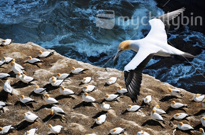 A Gannet hovers above the nesting colony at Muriwai, on Auckland's West Coast, North Island, New Zealand