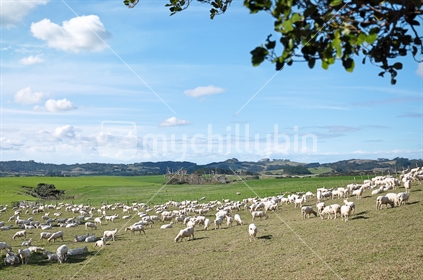 Flock of sheep in a paddock