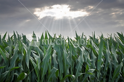 Maize and God rays sky