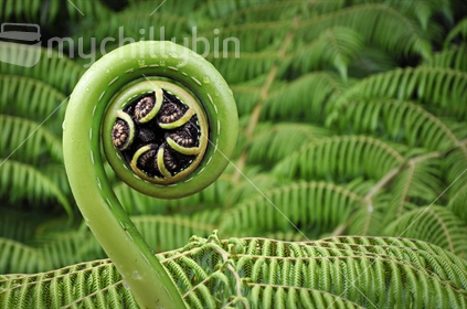 A tree fern shoot unfurls in perfect Koru Maori symbol (selective focus) See also #100468_466