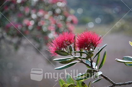 Pohutukawa flower with a Pohutukawa tree background (selective focus) (See also Images #100468_275 & #100468_359)