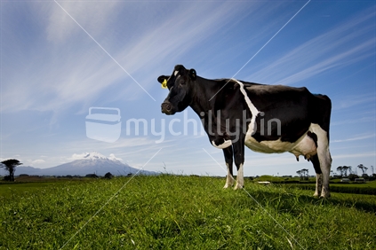 Organic dairy cow in a lush paddock of healthy looking grass, in front of Mount Taranaki, New Zealand.