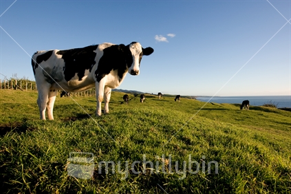 Friesian cow in a coastal Taranaki paddock