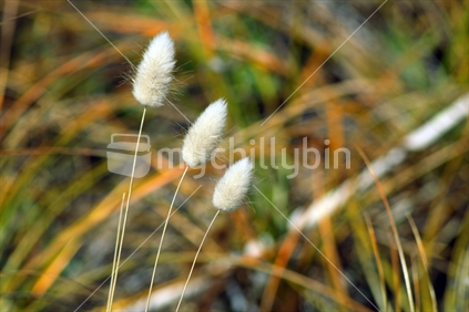 A native grass at the beach in Petone