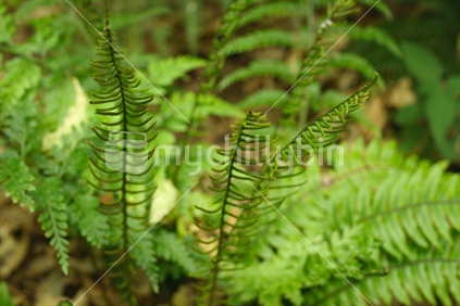 A native fern