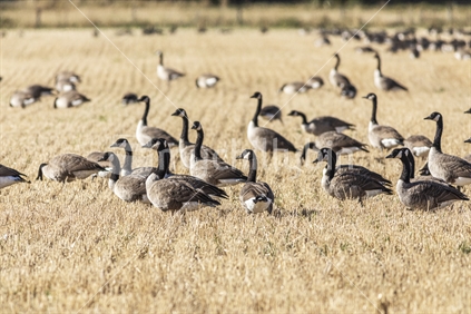 Canadian geese on farmland. (Limited depth of field)