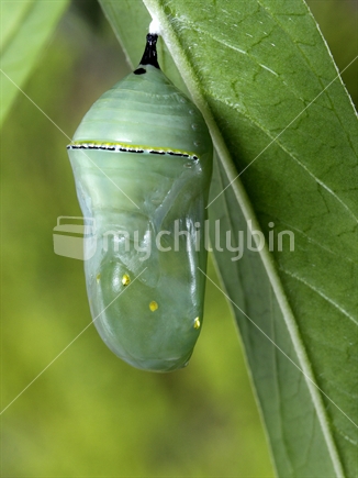 Monarch butterfly chrysalis. 24 hours old
