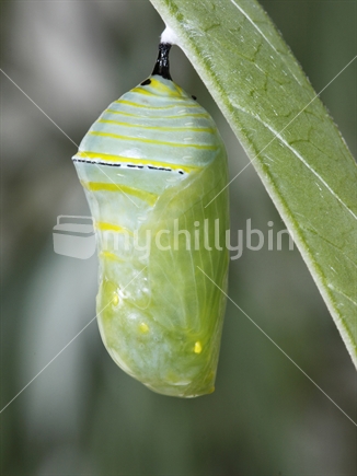 Monarch butterfly chrysalis. 45minutes old