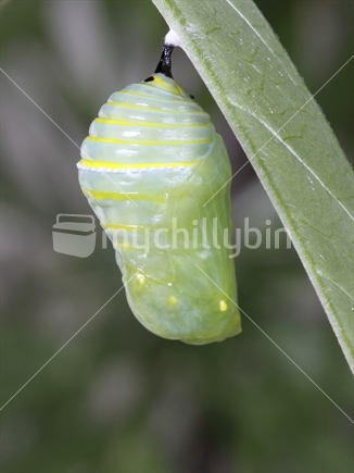 Monarch butterfly chrysalis. 20minutes old