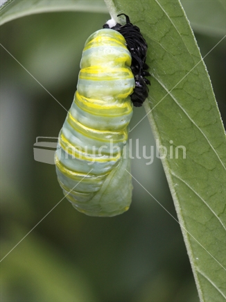 Monarch caterpillar has just shed its skin forming a chrysalis