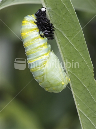 Monarch caterpillar has just shed his skin forming a chrysalis