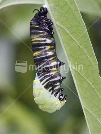 Monarch caterpillar shedding his skin to form a chrysalis
