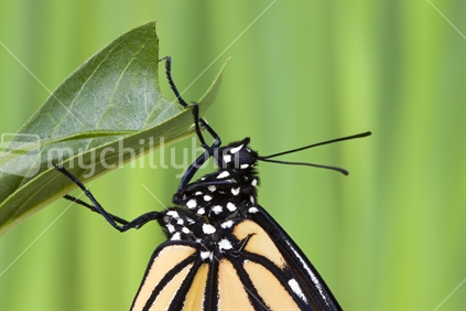 Close up of the head and thorax of the Monarch Butterfly - Danaus plexippus. Maori name, Kahuku (see also 100789_963, 100789_960, 100789_961, 100789_962)