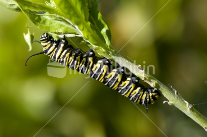 Monarch Butterfly caterpillar on the stem of a Swan Plant