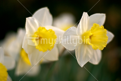Daffodils in spring (soft focus)
